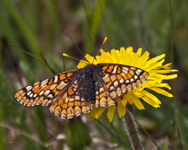 Checkerspot 9312